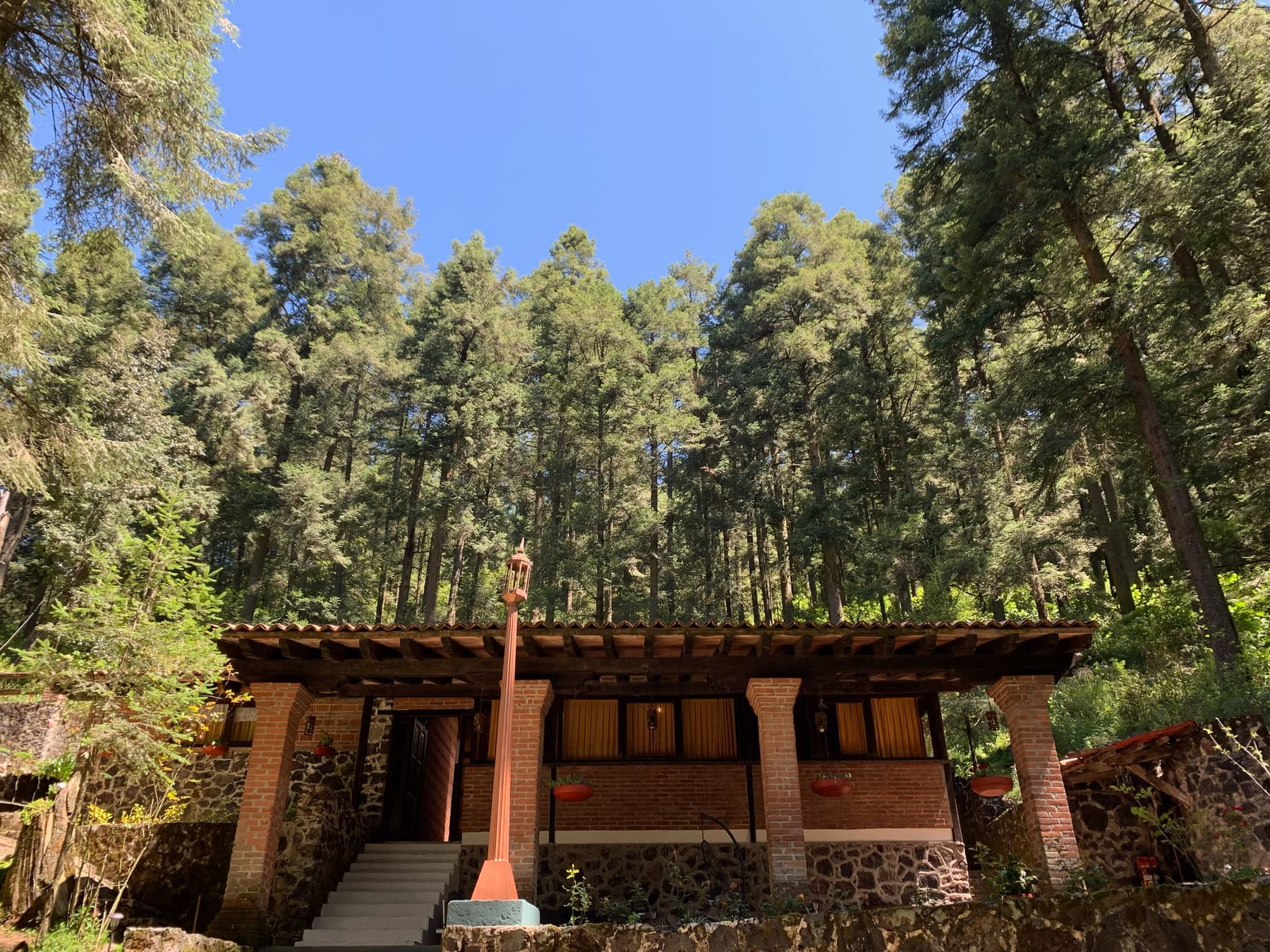 La casa entre pinos