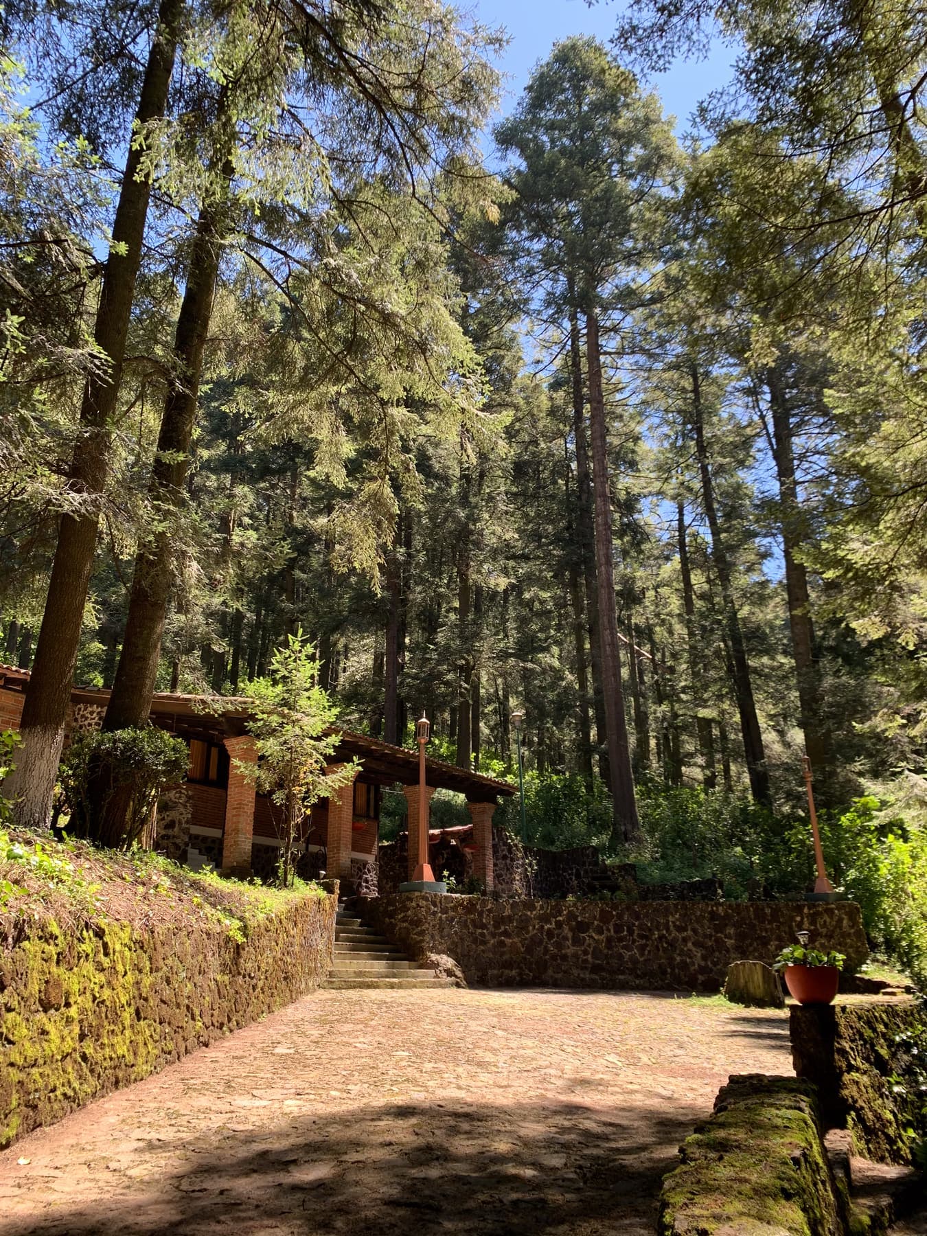 El camino entre los pinos